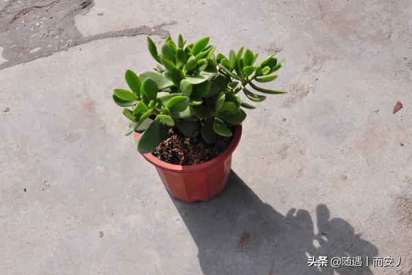 金枝玉叶盆栽怎么养_金枝玉叶盆栽怎么养护和浇水