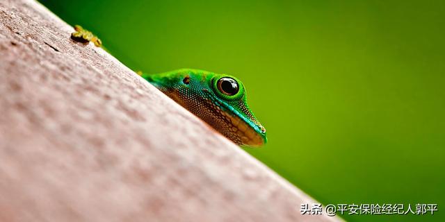 我不想当老大txt（我不想当老大百度网盘）