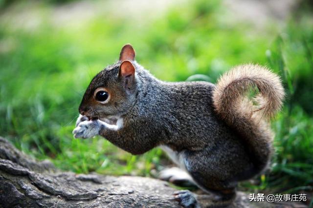 给小学生讲的有趣故事(适合讲给小学生的故事有哪些)